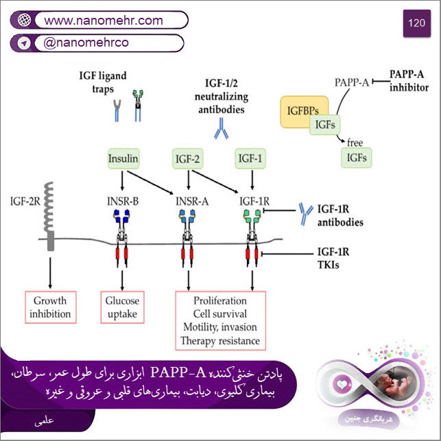 PAPP-A Neutralizing antibody (1/41): A tool for longevity, cancer, kidney disease, diabetes , CVD etc.